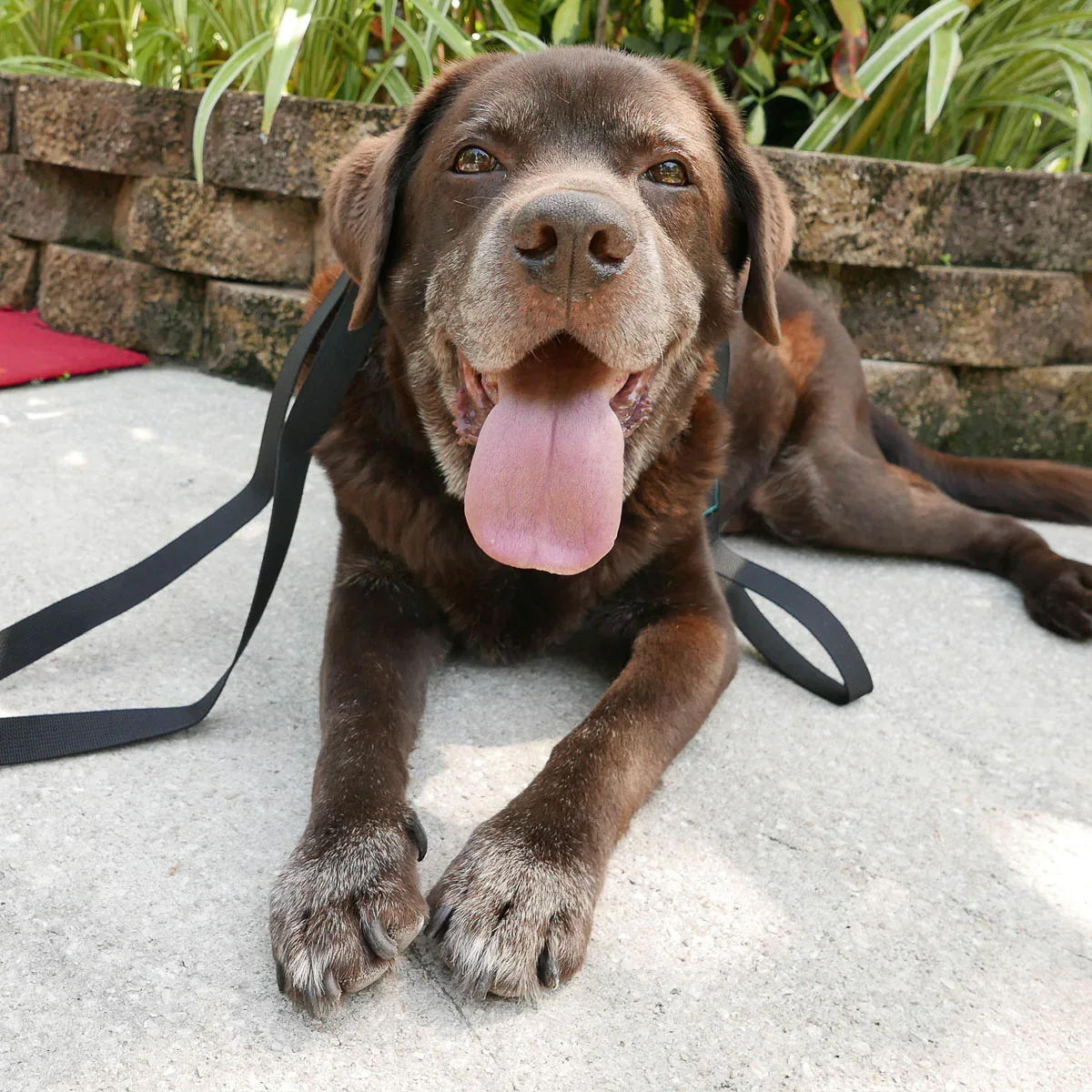 Dog Leash - Image 12