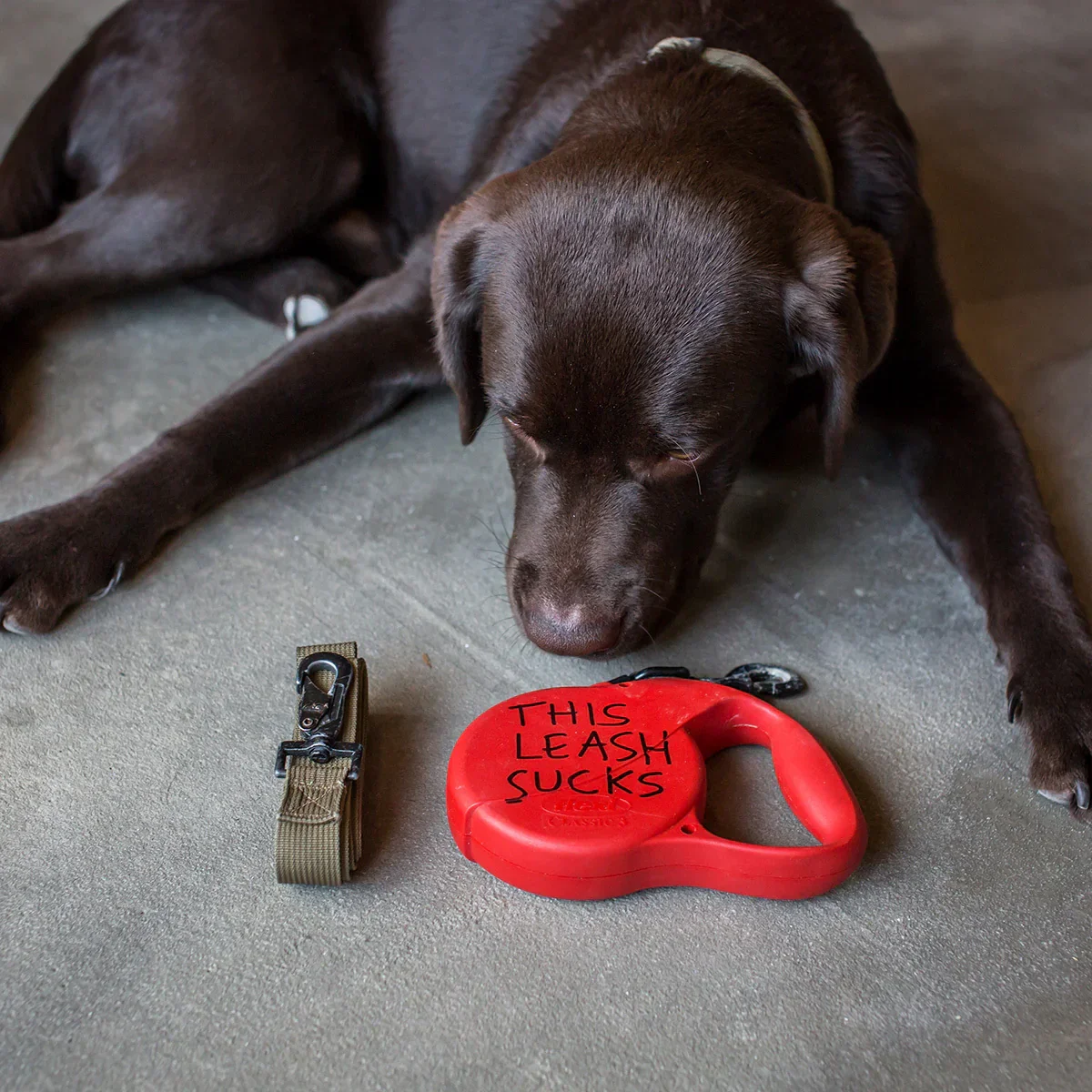 Dog Leash - Image 14