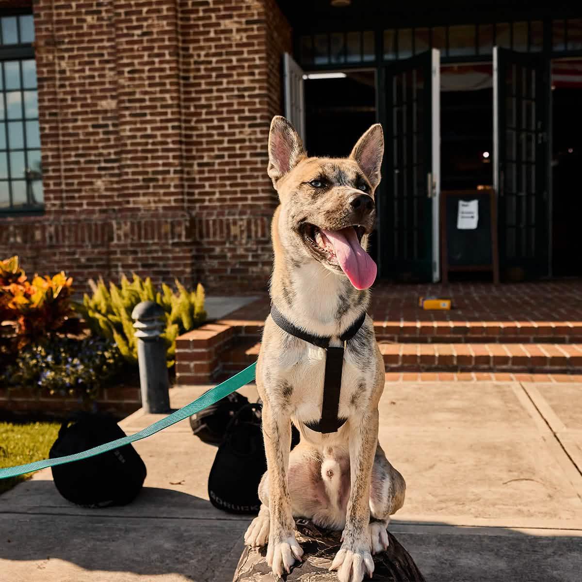Dog Leash - Image 3