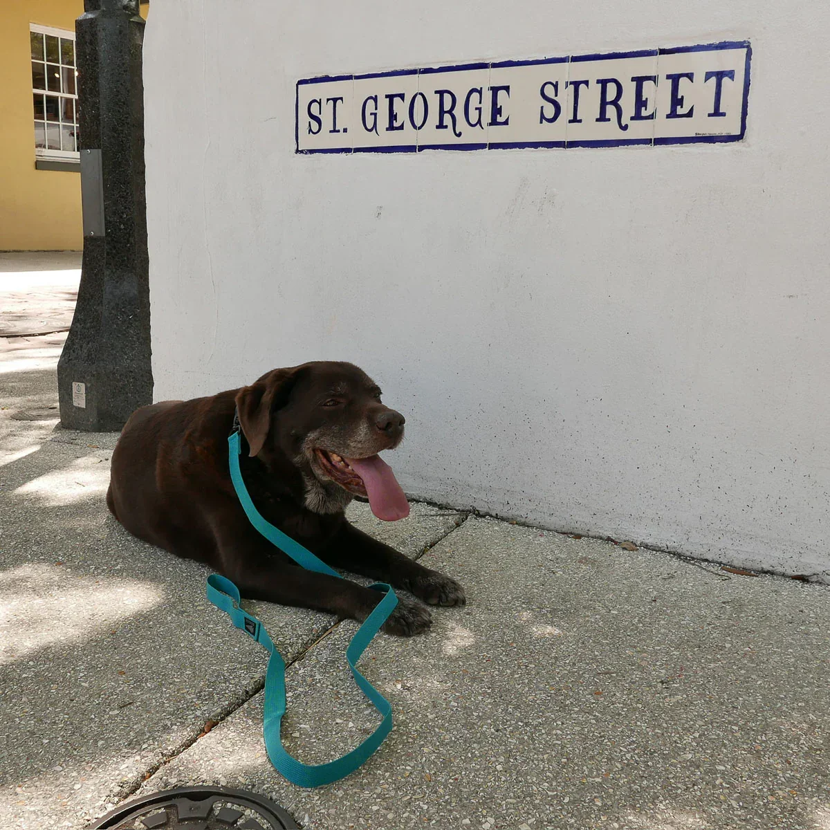 Dog Leash - Image 4