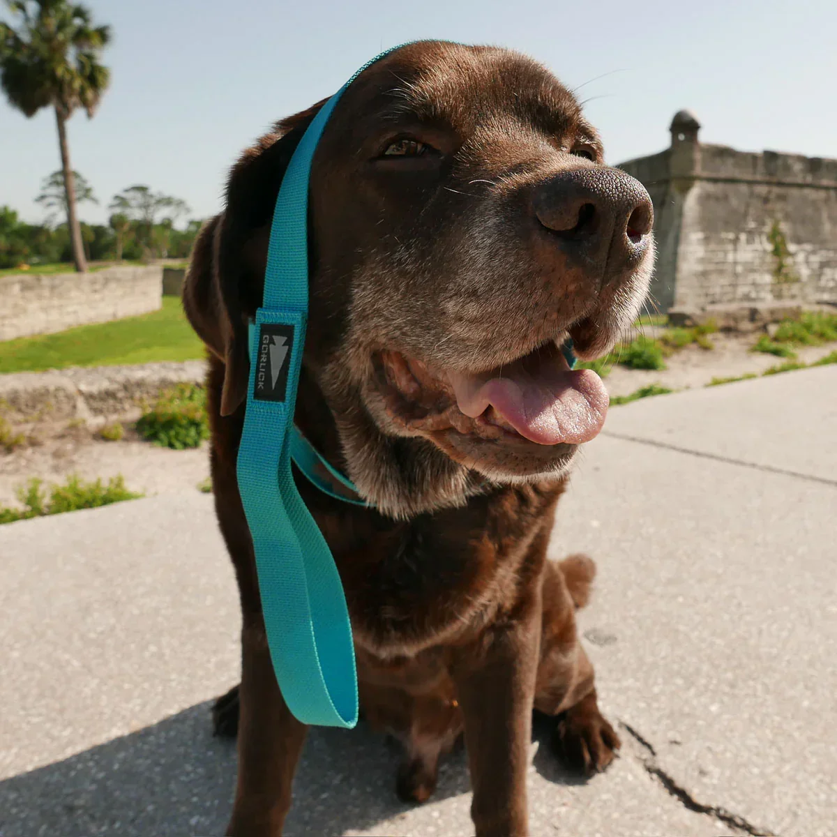 Dog Leash - Image 6