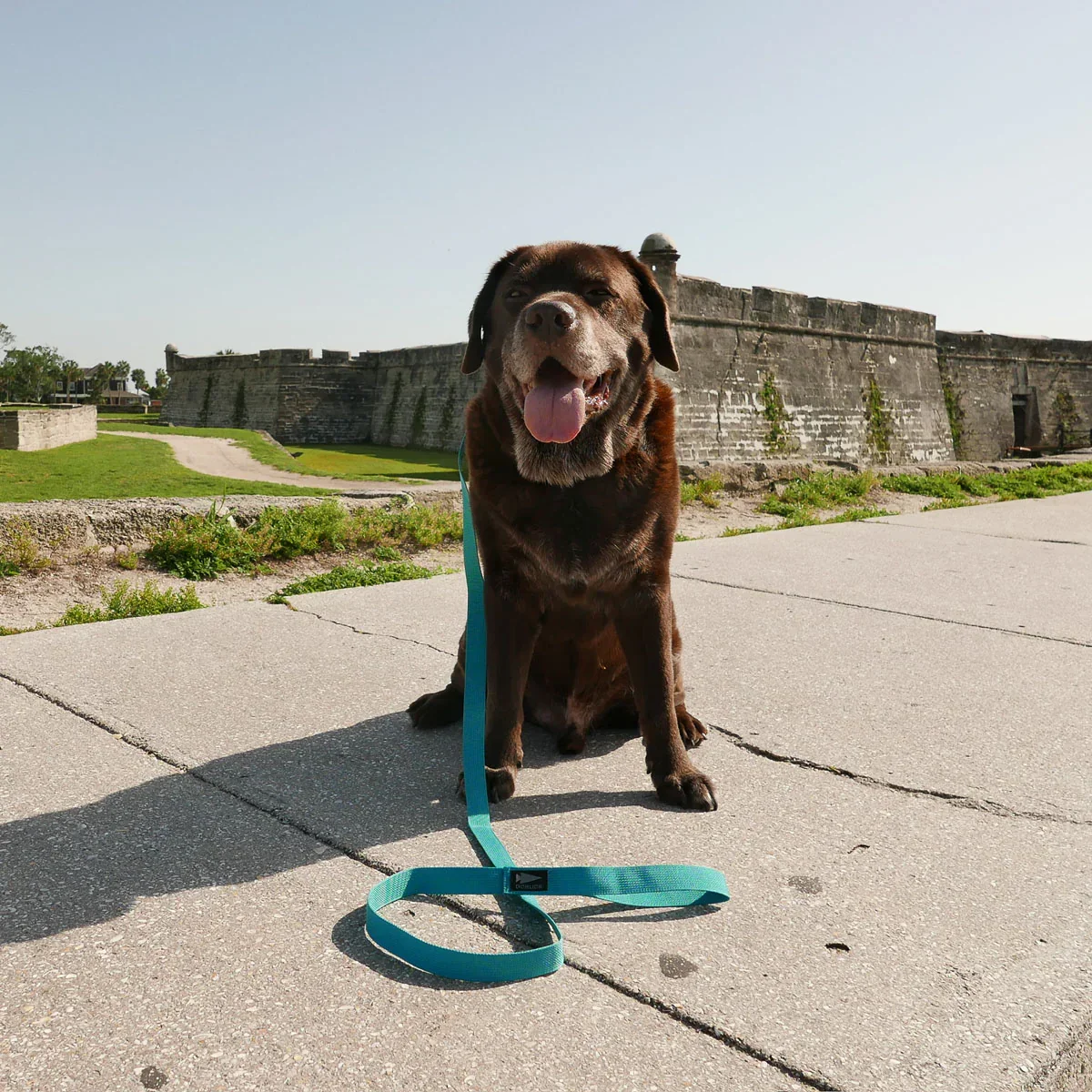 Dog Leash - Image 7